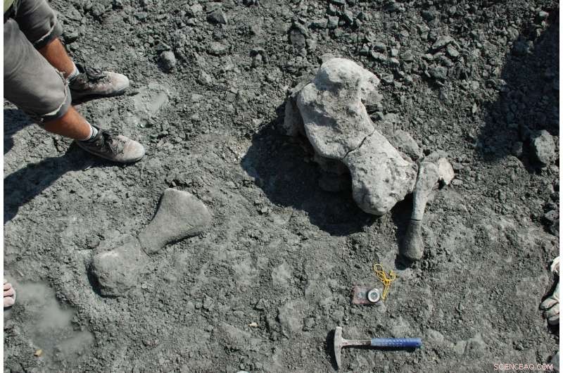 Polish Scientists Unearth Massive Triassic Herbivore, Redefining Prehistoric Giants