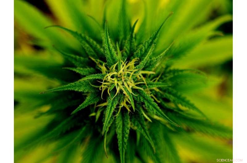 Religion and Prior Use Explain Why Women Are More Conservative on Marijuana