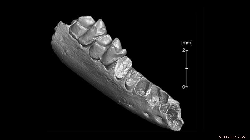 New Discovery Suggests North American Origins for the Earliest Modern Primate Ancestor