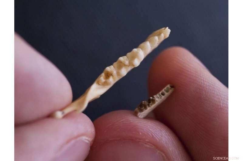 New Discovery Suggests North American Origins for the Earliest Modern Primate Ancestor