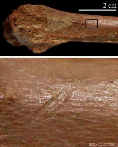 Africa, Not Just East Africa, Holds the True Origins of Humanity