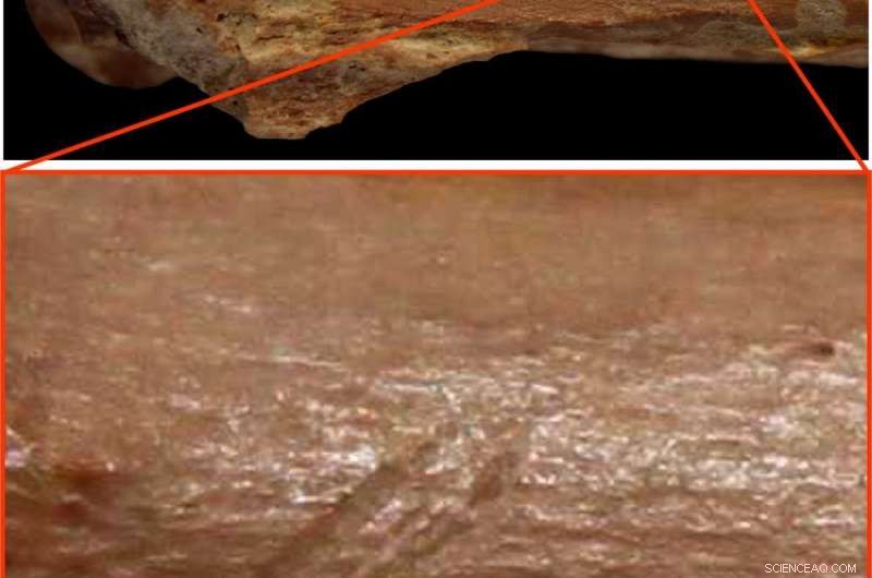 New Stone Tool Findings Push Human Arrival in North Africa Back 2.4 Million Years