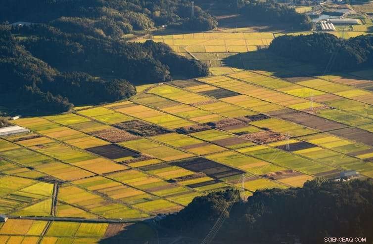 Neoliberal Market Values of Nature: How Pricing Shapes Our Perception