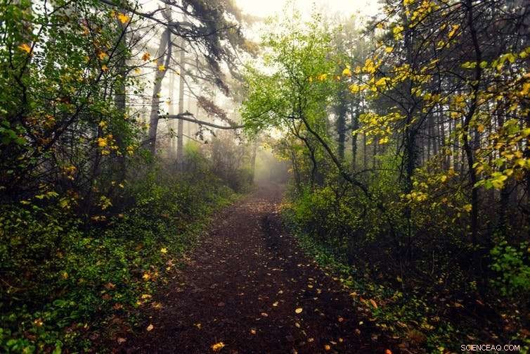 Neoliberal Market Values of Nature: How Pricing Shapes Our Perception