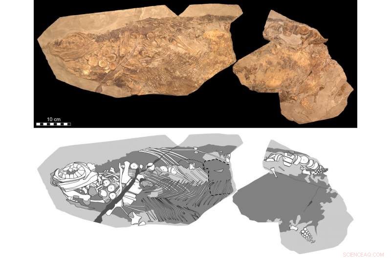 New Soft-Tissue Evidence Reveals Jurassic Ichthyosaur Was Warm-Blooded, Blubber-Coated, and Camouflaged