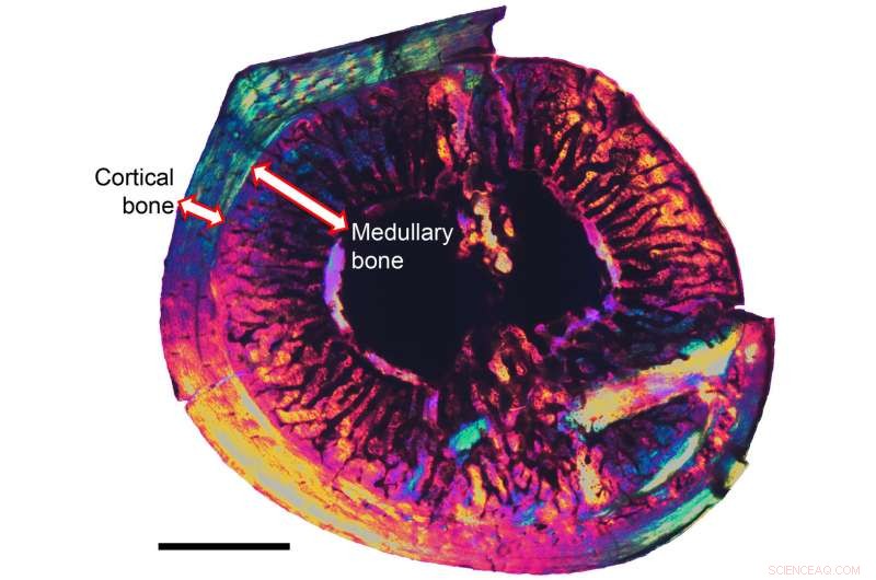 Discovery of Medullary Bone in Cretaceous Enantiornithine Birds Reveals Female Reproductive Evidence