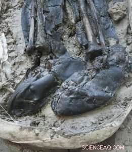 Medieval Mystery: Booted Skeleton Unearthed in Thames Mud Reveals London s Hidden Past