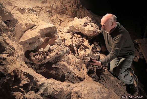 South African Fossil Shows Early Humans Walked Upright While Tree-Dwelling