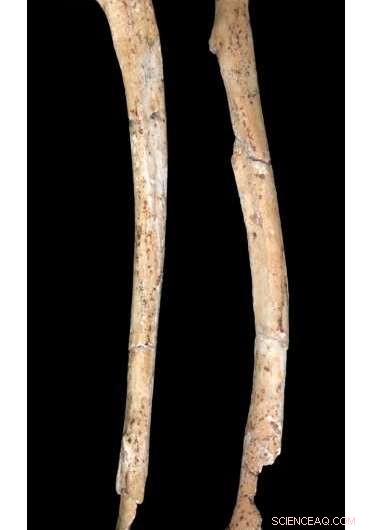 New Species Revealed: Little Foot May Represent a Distinct Early Human Lineage