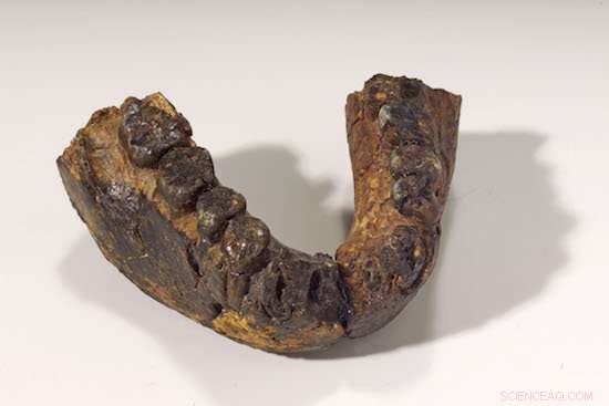 Early Hominin Diets Revealed by Tooth Enamel: Two Pleistocene Species Consumed Diverse Foods
