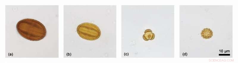Tracing Buckwheat Pollen Dispersion During Traditional Processing: Insights into Ancient Agricultural Practices