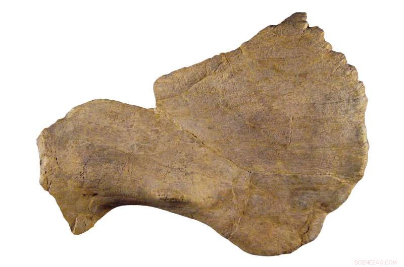 Scientists Unveil Crittendenceratops: A New Horned Dinosaur Unearthed in Arizona