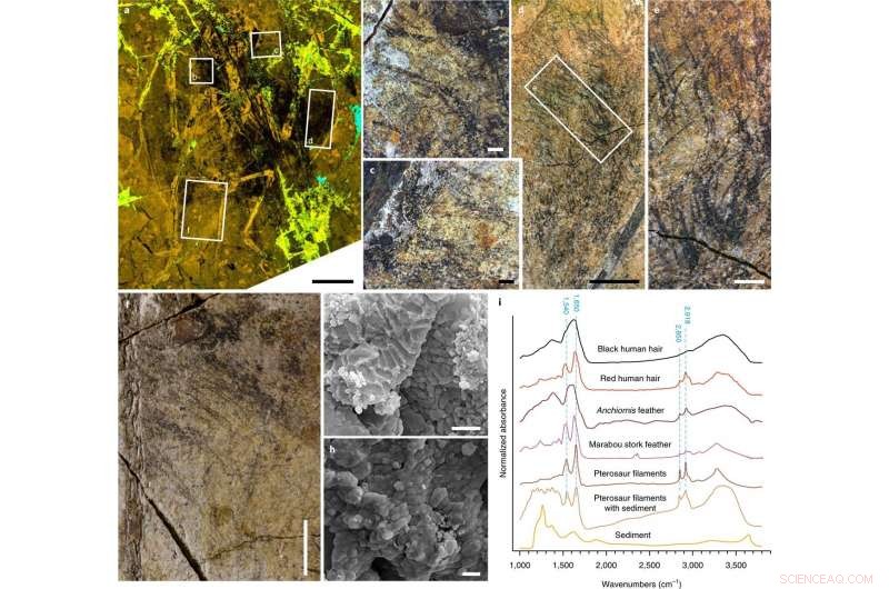 Feather Evolution Rewritten: Pterosaurs Show Four Feather Types, Pushing Origin 70 Million Years Earlier