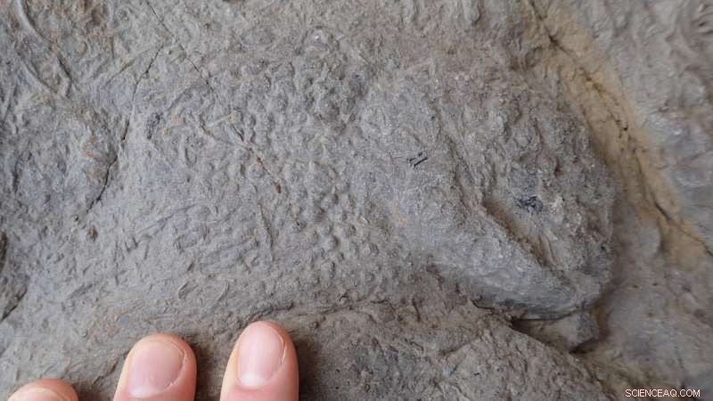 South England Discovers Richest Dinosaur Footprint Collection Yet