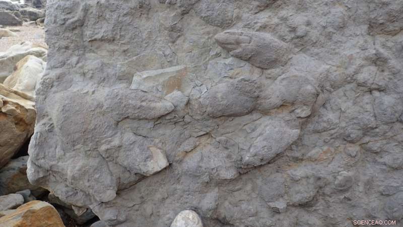 South England Discovers Richest Dinosaur Footprint Collection Yet