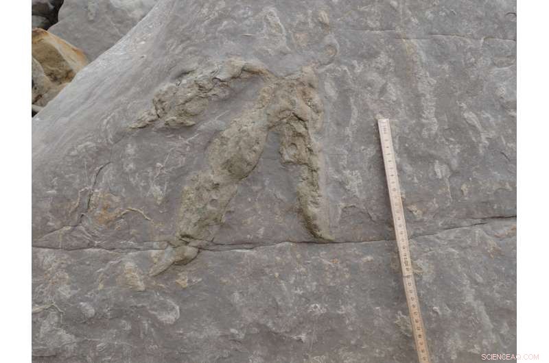 South England Discovers Richest Dinosaur Footprint Collection Yet