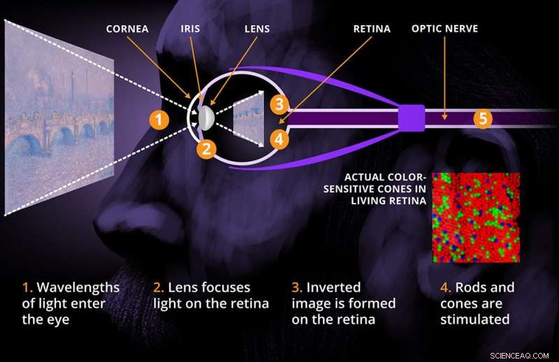 The Science Behind Monet s Perception of Light and Color