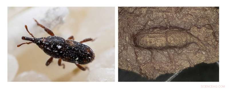 Jomon Period Pottery Reveals 500 Maize Weevils: A Window into Ancient Japanese Culture
