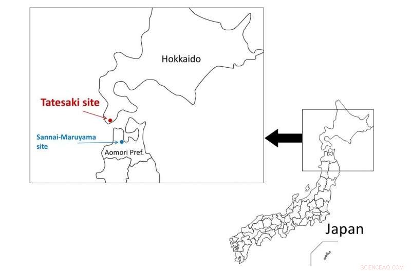 Jomon Period Pottery Reveals 500 Maize Weevils: A Window into Ancient Japanese Culture