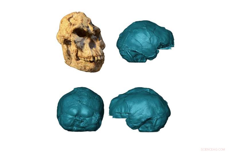 First Endocast Reconstruction Reveals Little Foot s 3.67‑Million‑Year‑Old Brain
