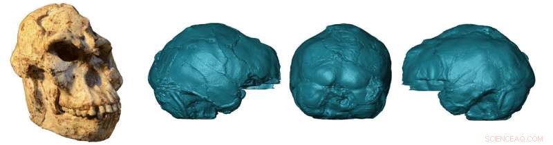 First Endocast Reconstruction Reveals Little Foot s 3.67‑Million‑Year‑Old Brain