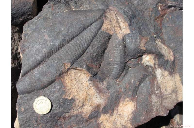 Uranium‑Lead Dating Reveals Cambrian Explosion Began 538.8 Myr Ago, Younger Than Previously Estimated