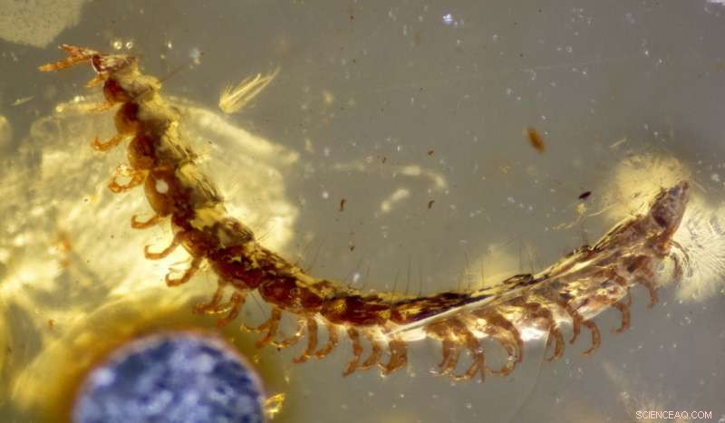 Scientists Uncover 450+ Fossil Millipedes in 100‑Million‑Year‑Old Burmese Amber