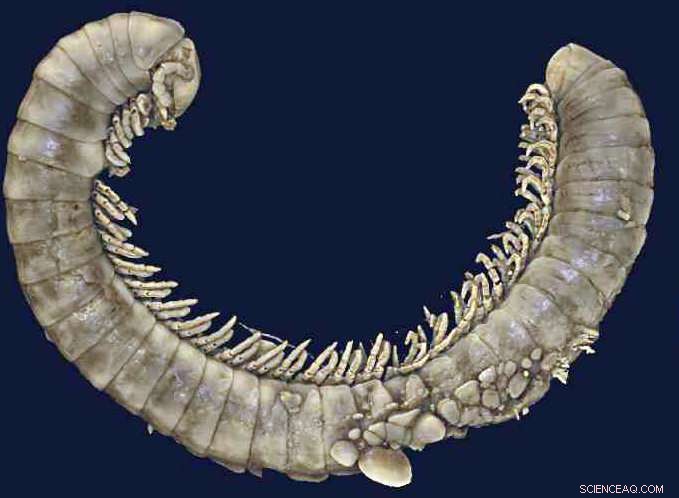 Scientists Uncover 450+ Fossil Millipedes in 100‑Million‑Year‑Old Burmese Amber