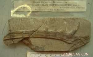 New Fossil Discoveries Reveal Flying Reptiles that Ruled Britain s Tropical Jurassic Skies