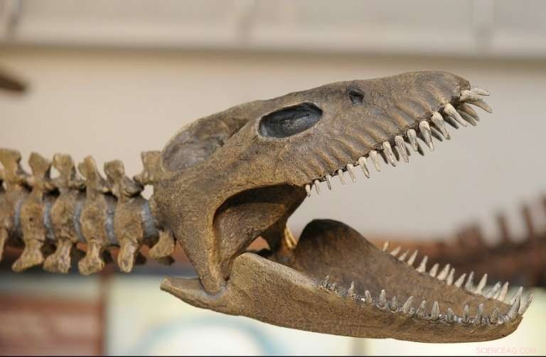 Argentina Unveils 65-Million-Year-Old Plesiosaur Replica in Patagonia