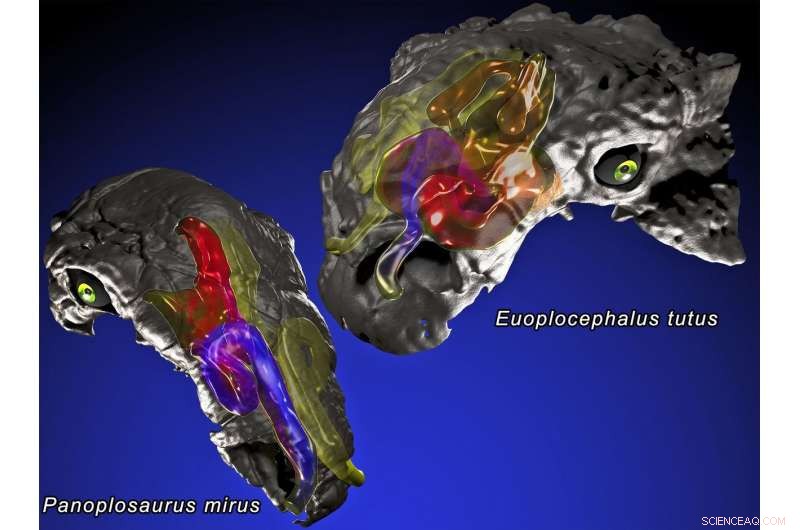 Scientists Discover Nasal Air-Conditioning in Giant Ankylosaur Dinosaurs