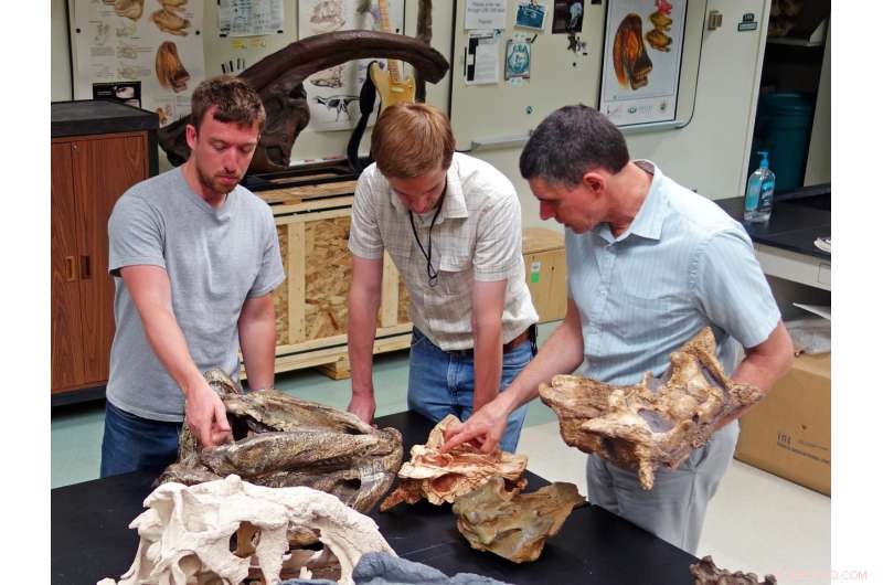 Scientists Discover Nasal Air-Conditioning in Giant Ankylosaur Dinosaurs