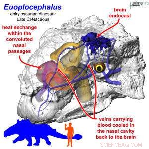 Scientists Discover Nasal Air-Conditioning in Giant Ankylosaur Dinosaurs