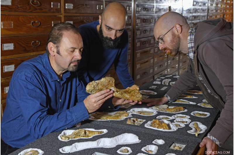 Newly Discovered Giant Jurassic Predator Unearthed in the Italian Alps