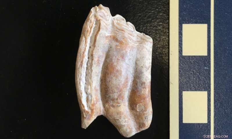 New UC Study Reveals Prehistoric Florida Horses Were Stationary, Not Migratory