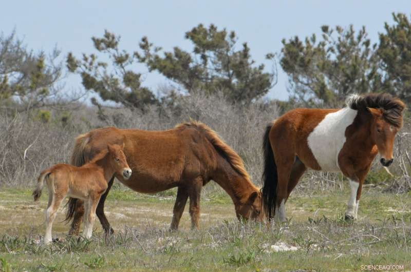 New UC Study Reveals Prehistoric Florida Horses Were Stationary, Not Migratory