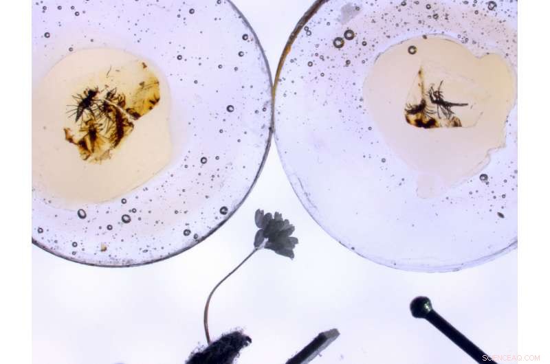 Ancient Amber Reveals First Evidence of Insect Egg‑Cracking Mechanism