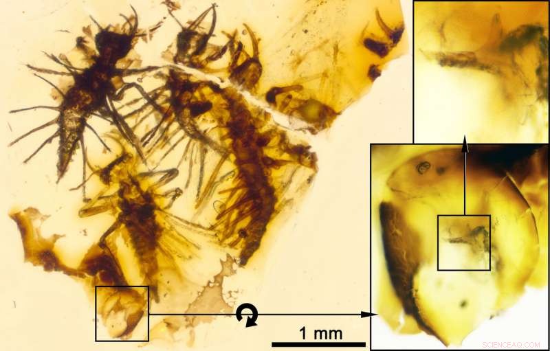 Ancient Amber Reveals First Evidence of Insect Egg‑Cracking Mechanism