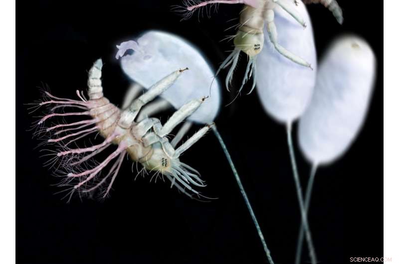 Ancient Amber Reveals First Evidence of Insect Egg‑Cracking Mechanism