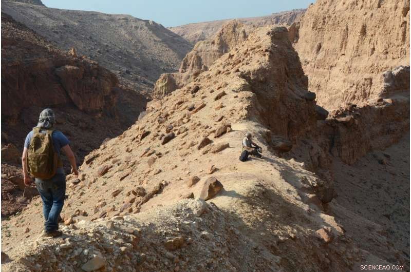 Jordan’s Permian Rocks Yield First Fossil Evidence of Three Ancient Plant Groups