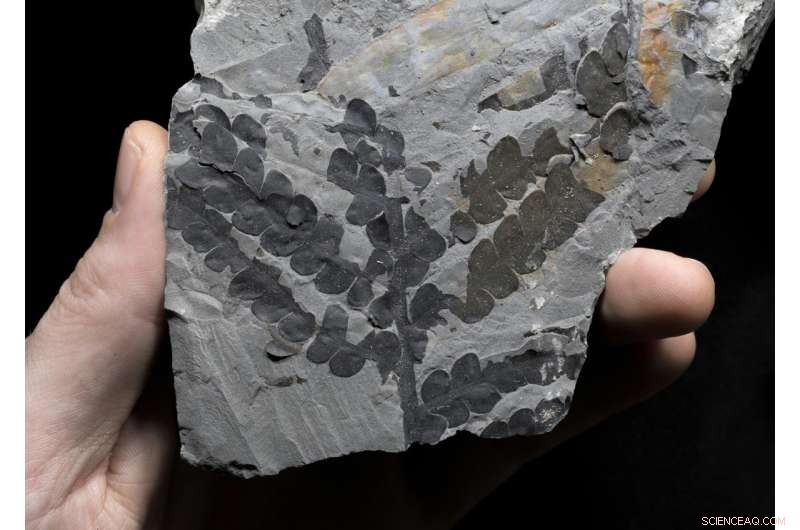 Jordan’s Permian Rocks Yield First Fossil Evidence of Three Ancient Plant Groups