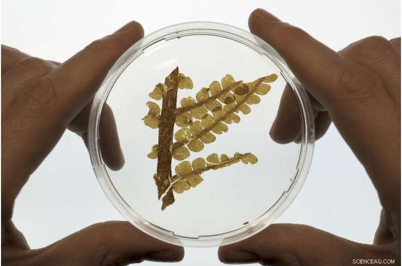 Jordan’s Permian Rocks Yield First Fossil Evidence of Three Ancient Plant Groups