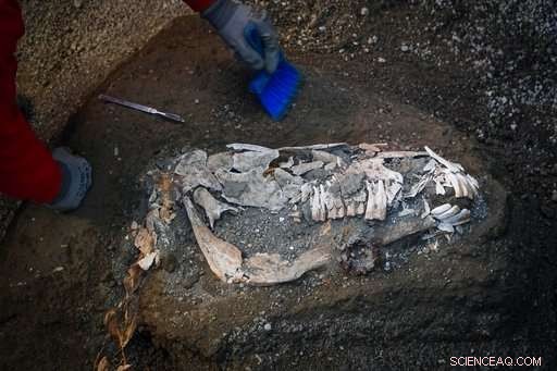 Rare Pompeii Horse Skeleton Unearthed, Indicating Elite Military Ownership