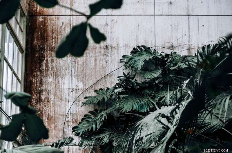 Mathematical Model Illuminates Intra-Plant Communication Dynamics