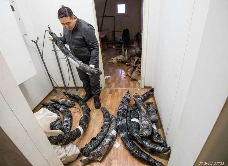 Siberian Mammoth Rush: Chinese Demand Drives Prehistoric Tusks Trade