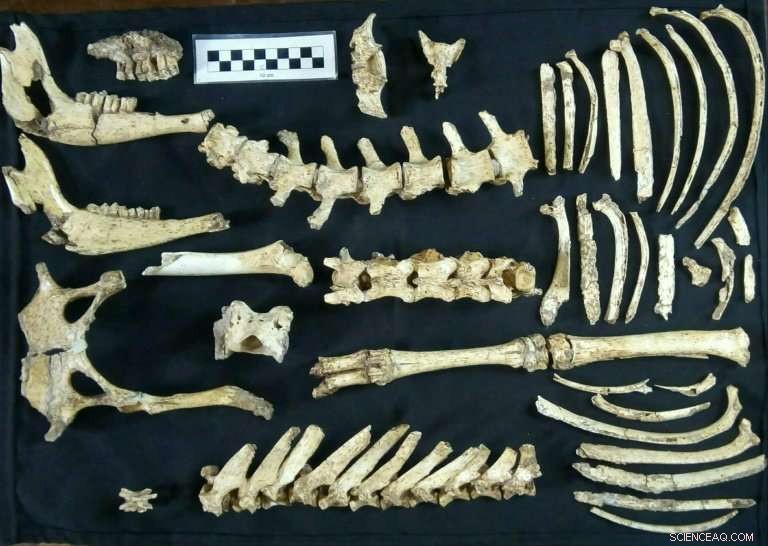 New Prehistoric Deer Fossil Unearthed Near Buenos Aires, Argentina