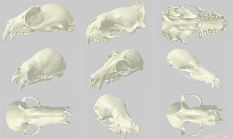 3D Bat Skull Scans Unlock Hidden Treasures in Natural History Museums