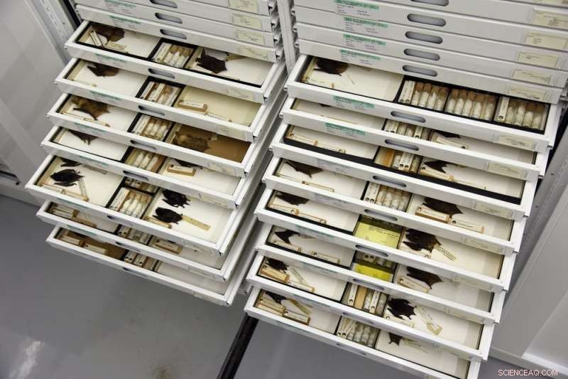 3D Bat Skull Scans Unlock Hidden Treasures in Natural History Museums