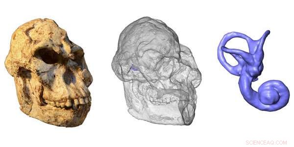 MicroCT Scans of Little Foot Uncover Movement and Hearing Secrets of a 3.67‑Million‑Year‑Old Australopithecus