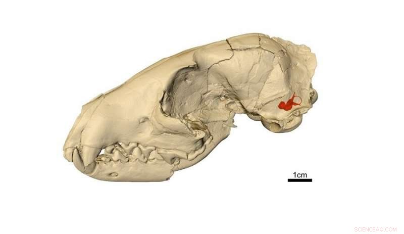 Skull Scans Reveal Hunting Tactics of the Earliest Dogs